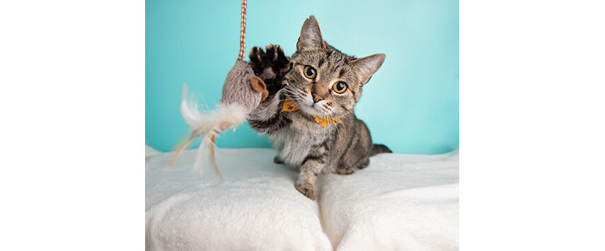 Curating Cat Toys